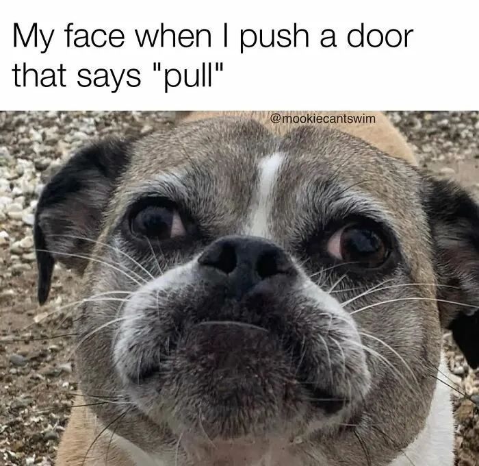 A close-up of a pug looking embarrassed, showcasing ridiculous expressions.