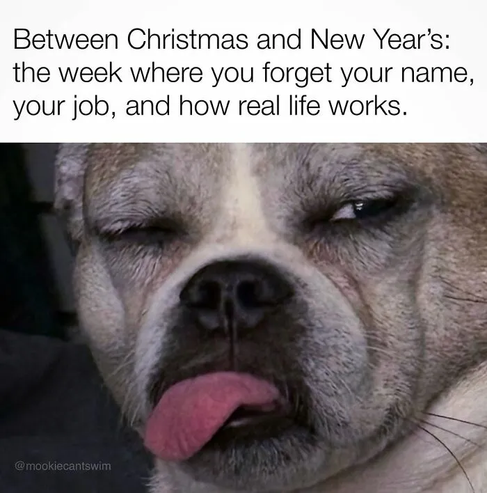A tired dog with its tongue sticking out, representing relatable memes