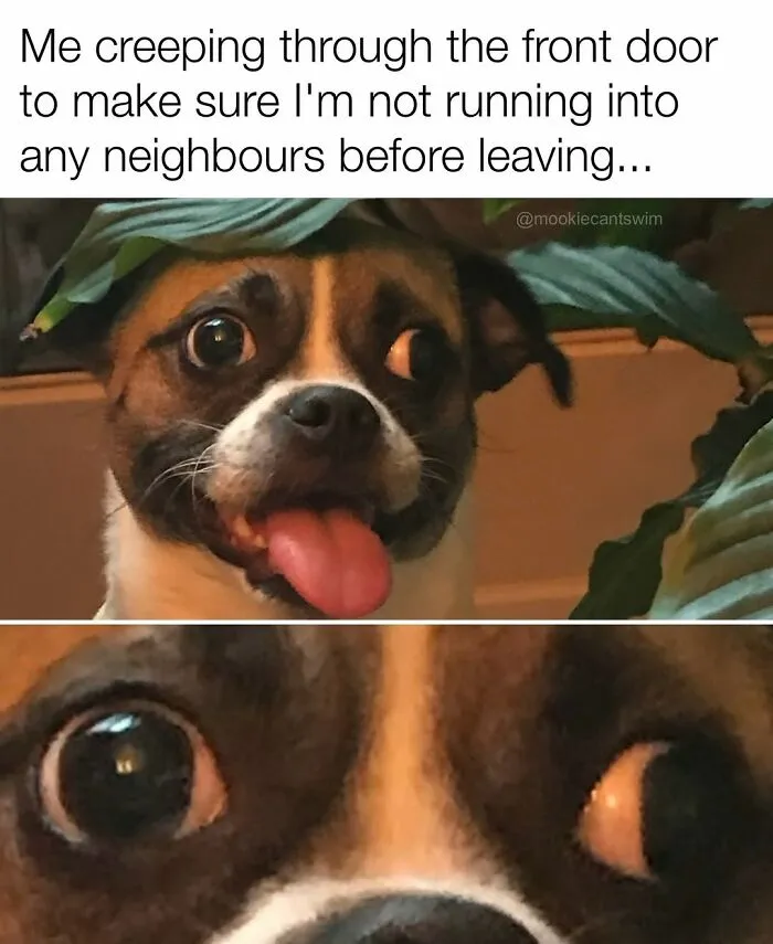 Relatable dog owner meme of a pup with wide ridiculous eyes hiding behind green leaves.