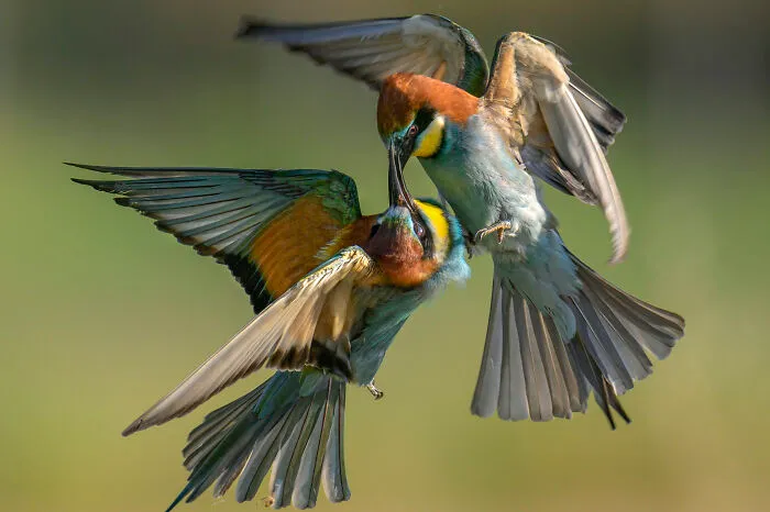 Duelo aéreo, de Luigi De Rosa