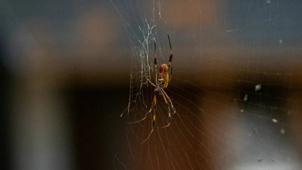 UK Homes Are About To Be Invaded By Spiders And An Ecologist Has Some Surprisingly Useful Advice