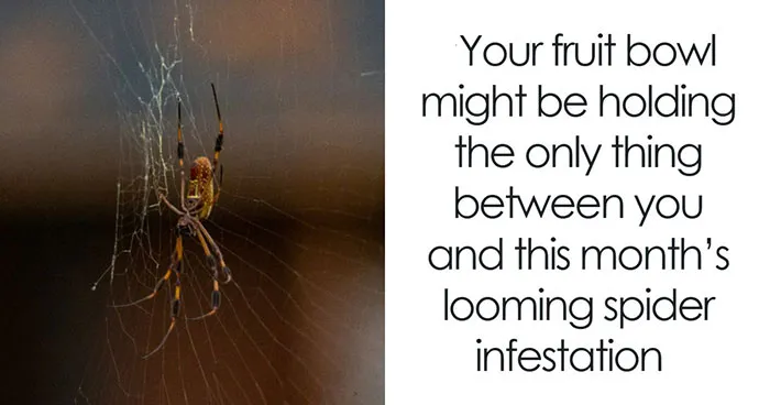 UK Homes Are About To Be Invaded By Spiders And An Ecologist Has Some Surprisingly Useful Advice