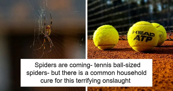 UK Homes Are About To Be Invaded By Spiders And An Ecologist Has Some Surprisingly Useful Advice