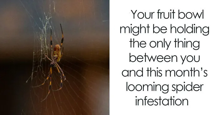 Tennis Ball-Sized Spiders Are About To Invade UK Homes And Here Is How To Keep Them Out