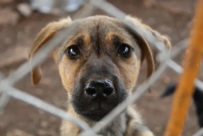 An adorable puppy looks through a fence, symbolizing the custody of pets in a divorce split