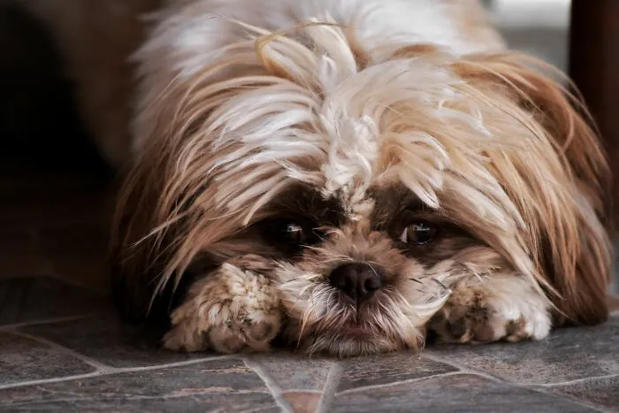 A sad shih tzu puppy looking downcast, representing emotional distress in a family during a divorce split