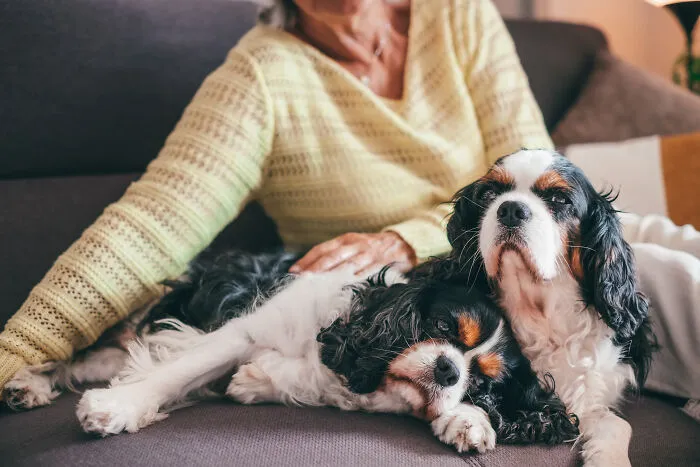 Two cute Cavalier King Charles Spaniels sitting with their owner during a split