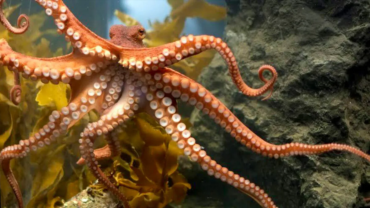 “Unlikely Best Friends”: 68 Incredible Photos And Facts About The World Around Us (New Pics)