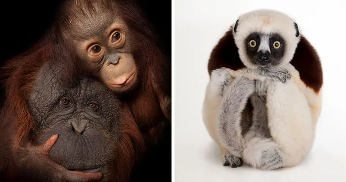 Joel Sartore Spent 20 Years Photographing Animals, Here Are 31 Of His Best Shots