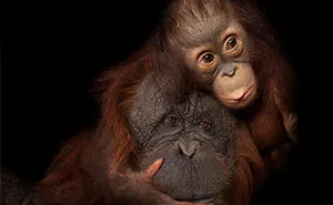 Joel Sartore Spent 20 Years Photographing Animals, Here Are 31 Of His Best Shots