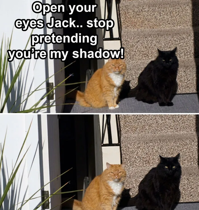 134 Memes That Make A Strong Case For Animals Being The Funniest Part Of The Internet