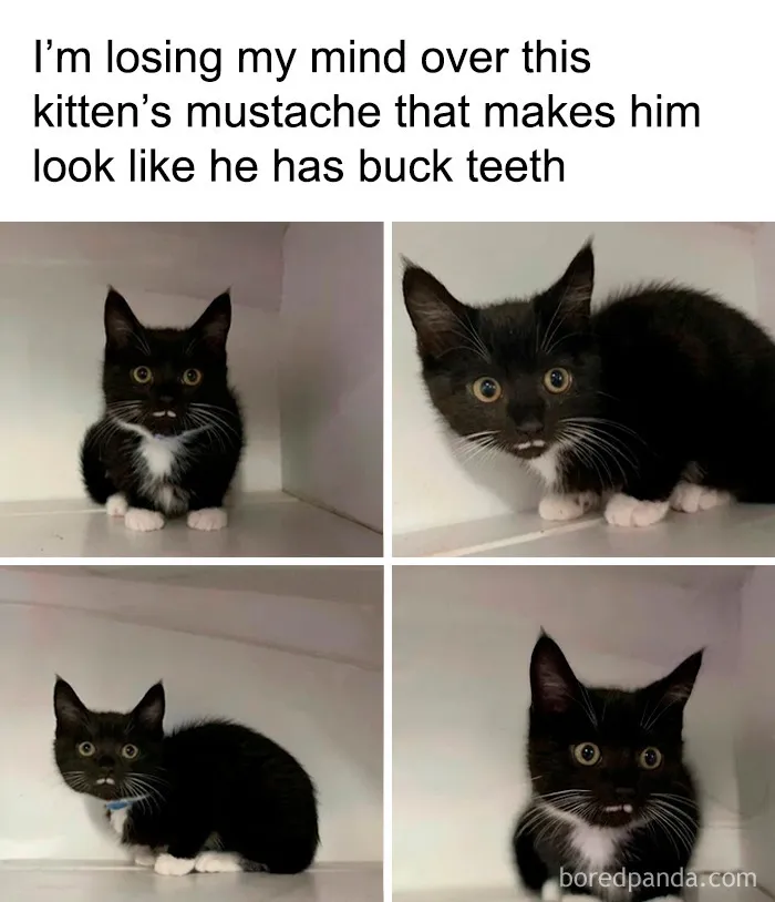 A funny animal meme featuring a black kitten with a unique mustache that makes it look like it has buck teeth.