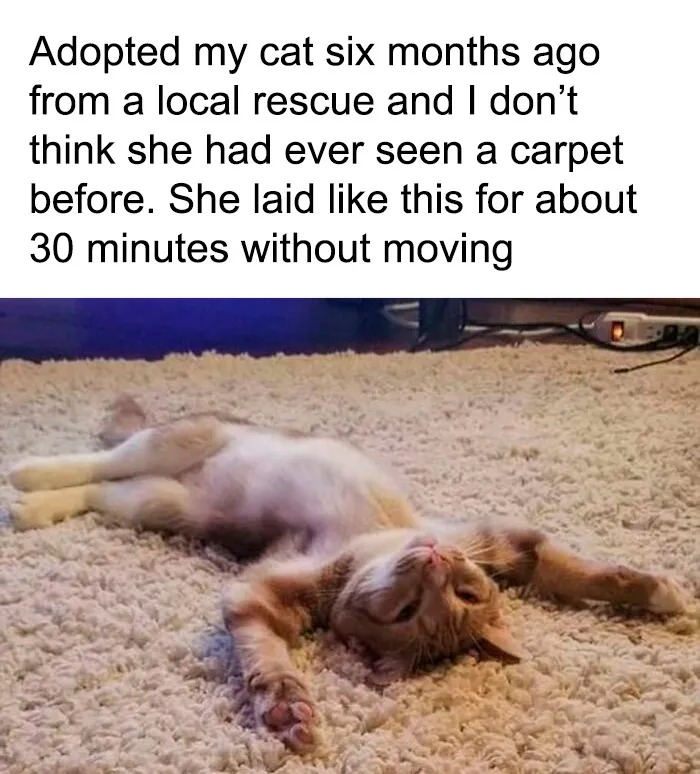 134 Memes That Make A Strong Case For Animals Being The Funniest Part Of The Internet