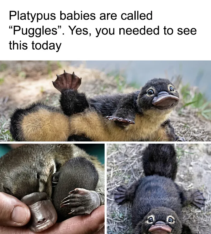 134 Memes That Make A Strong Case For Animals Being The Funniest Part Of The Internet