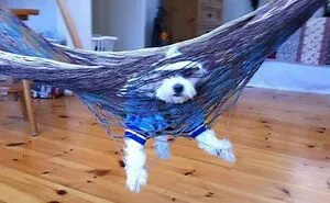 92 Funny Photos Of Animals Stuck In The Most Random Places Waiting Helplessly For Assistance
