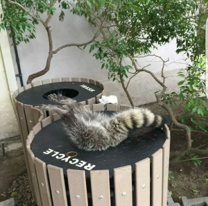 This Fat Fool Had To Be Rescued By Animal Control