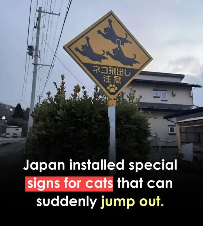 A yellow diamond road sign featuring leaping cats, representing signs from around the world.