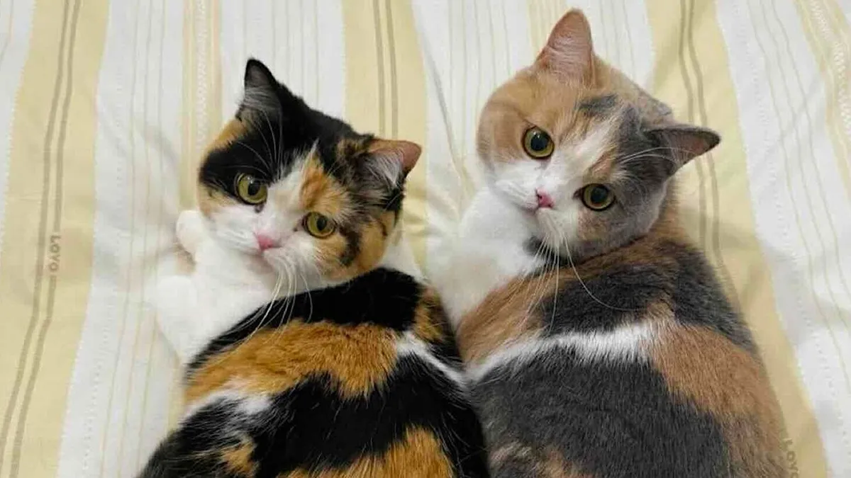 70 Funny Cat Memes Shared By This Page To Send Your Furry Friend And Lift Your Spirits