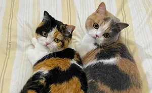 70 Funny Cat Memes Shared By This Page To Send Your Furry Friend And Lift Your Spirits