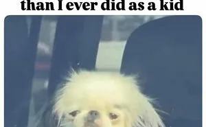 74 Hilariously Relatable Memes For Adults Who Still Don’t Know What They’re Doing