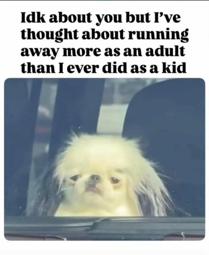 74 Hilariously Relatable Memes For Adults Who Still Don’t Know What They’re Doing