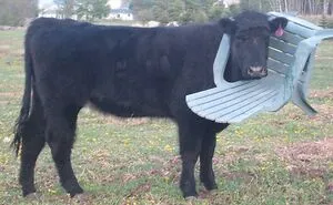 92 Funny Photos Of Animals Stuck In The Most Random Places Waiting Helplessly For Assistance