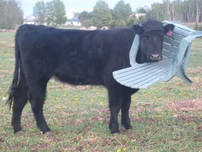 Moo