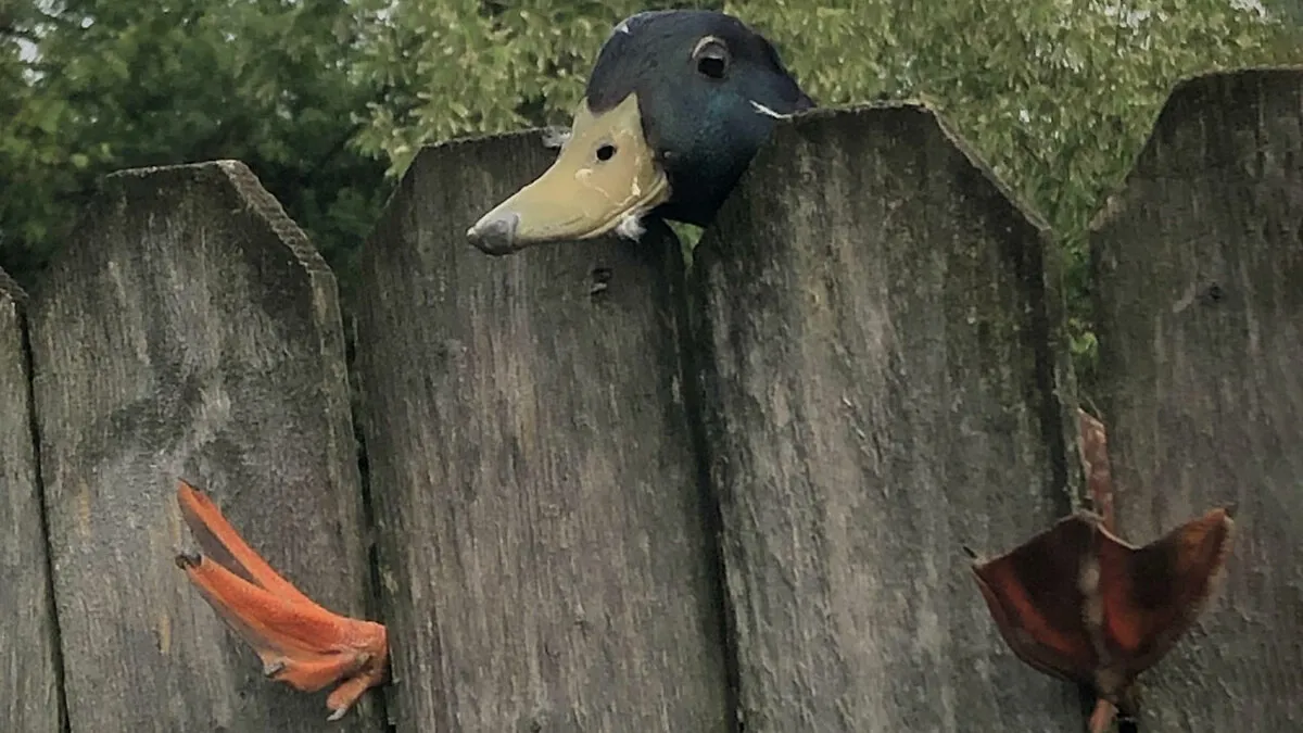 92 Funny Photos Of Animals Stuck In The Most Random Places Waiting Helplessly For Assistance