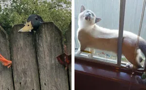 92 Funny Photos Of Animals Stuck In The Most Random Places Waiting Helplessly For Assistance