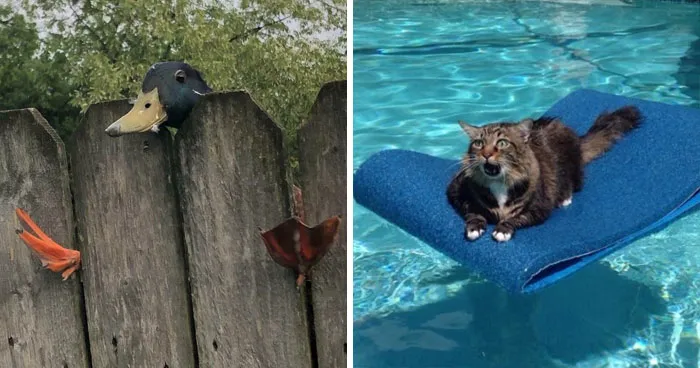 92 Funny Photos Of Animals Stuck In The Most Random Places Waiting Helplessly For Assistance