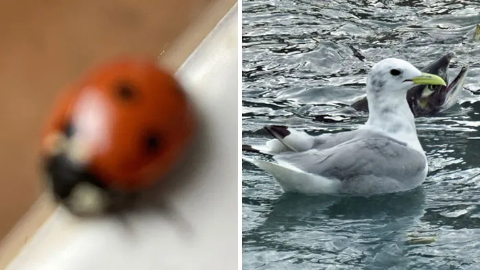 95 Wildlife Photos So Bad They Somehow Circle Back To Being Brilliant