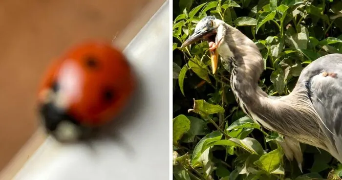95 Wildlife Photos So Bad They Somehow Circle Back To Being Brilliant