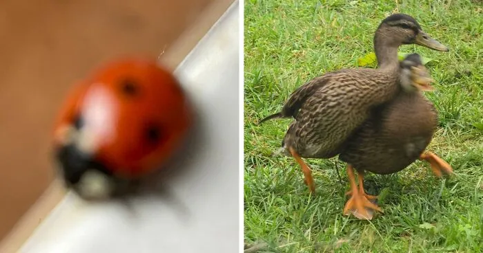 95 Times People Failed Miserably At Capturing Wildlife, And Made Something Absolutely Hilarious
