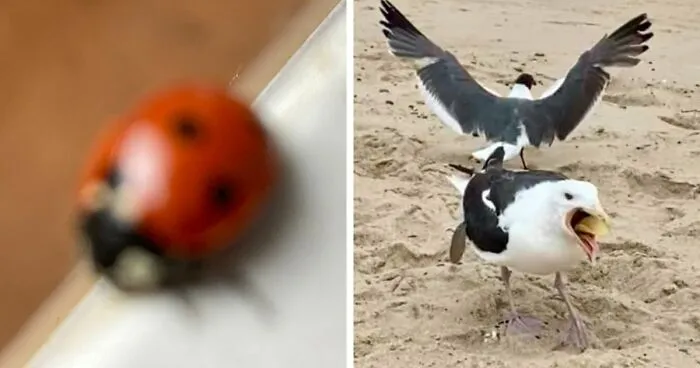 95 Wildlife Photos So Bad They Somehow Circle Back To Being Brilliant