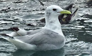 95 Times People Failed Miserably At Capturing Wildlife, And Made Something Absolutely Hilarious