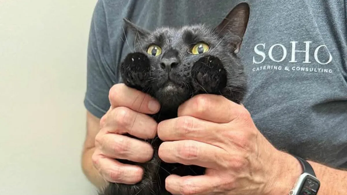 This Page Shared 45 Pics Of Cats Who Turned Routine Vet Visits Into Comedy