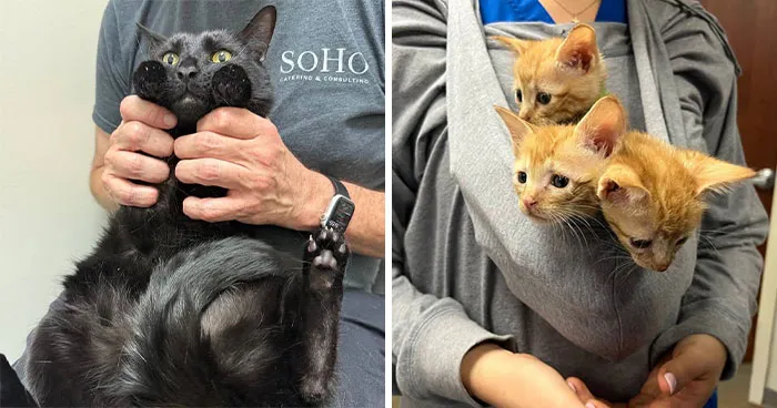 This Pages 45 Pics Of Cats Facing The Vet With Suspicion, Bewilderement, And Attitude