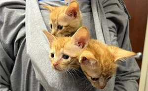 This Page Shared 45 Pics Of Cats Who Turned Routine Vet Visits Into Comedy