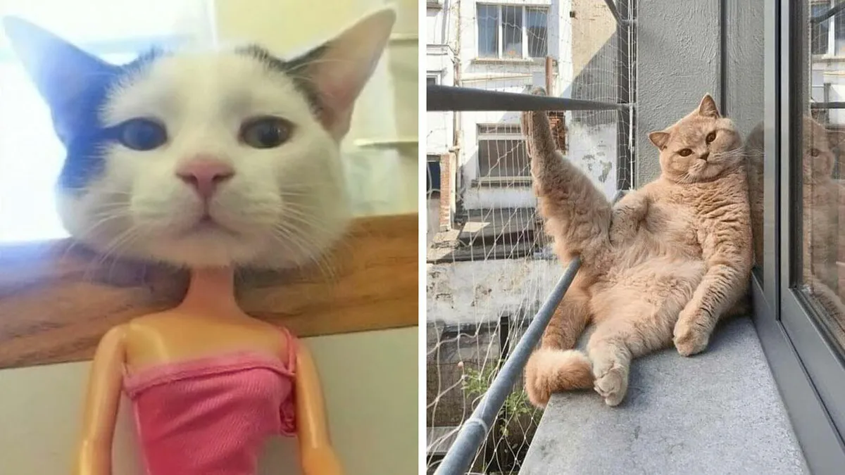 This Page Shared 51 Photos Of Silly Cats Doing Whatever They Want