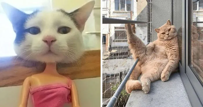 51 Pics Shared By Meow World That Prove Cats Can Mould Into Any Shape And Fit Anywhere