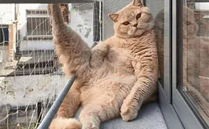49 Photos Of Silly Cats Doing Whatever They Want