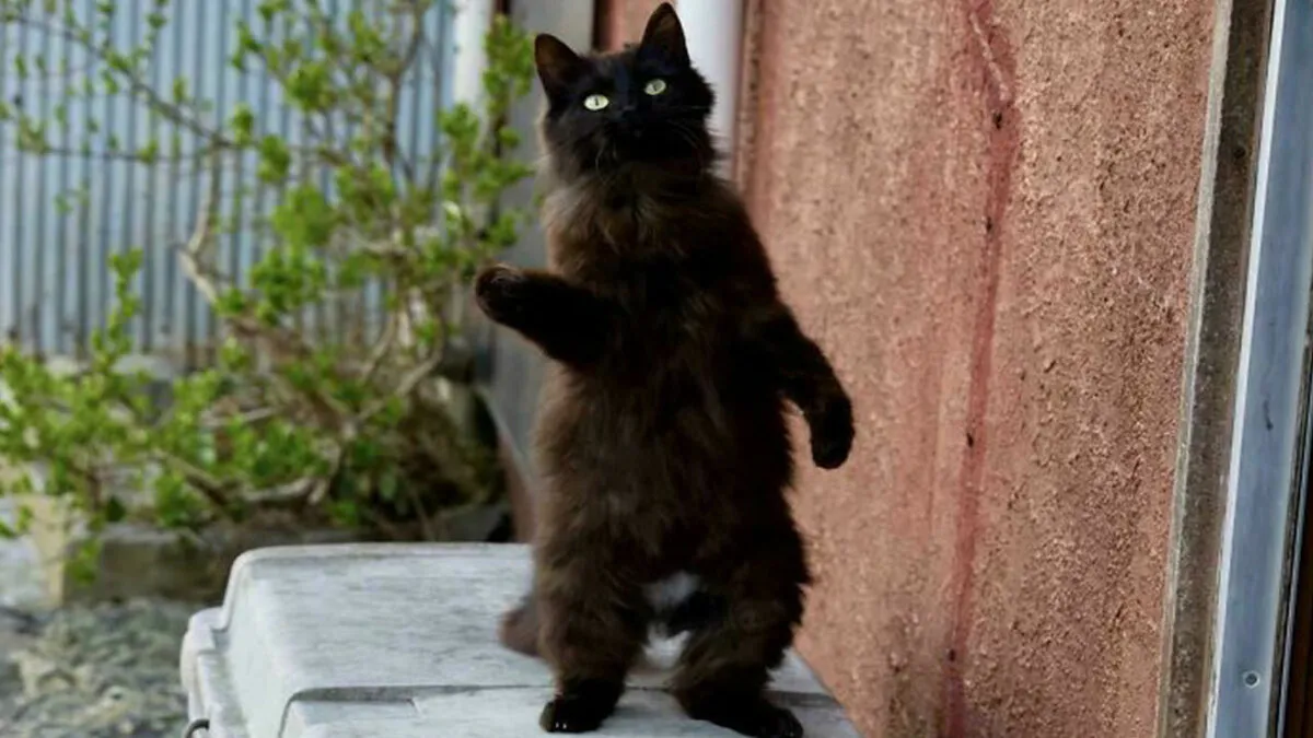 “Council Of Cats”: 92 Oddly Suspicious Groups Of Cats That May Be Up To No Good (New Pics)