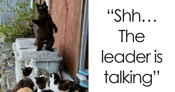 “Council Of Cats”: 92 Oddly Suspicious Groups Of Cats That May Be Up To No Good (New Pics)