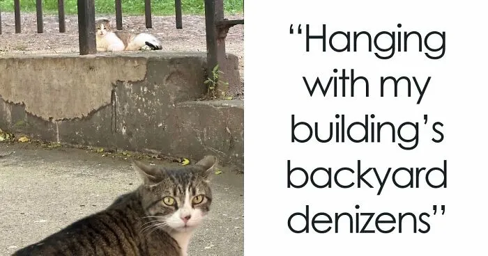 92 Hilarious Times People Interrupted Cats’ Important Meetings (New Pics)