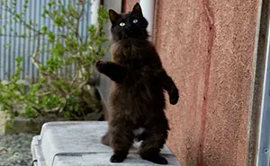 “Council Of Cats”: 92 Oddly Suspicious Groups Of Cats That May Be Up To No Good (New Pics)