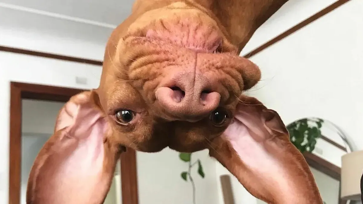 61 Derpy Dog Photos Shared By This Page That Prove Even The Cutest Pups Have Bad Angles