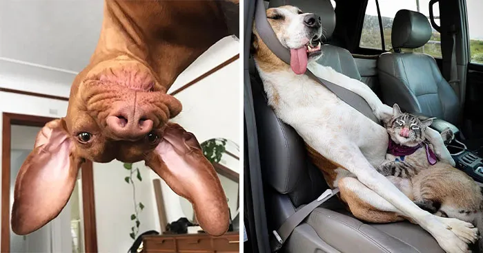 61 Derpy Dog Photos Shared By This Page That Prove Even The Cutest Pups Have Bad Angles