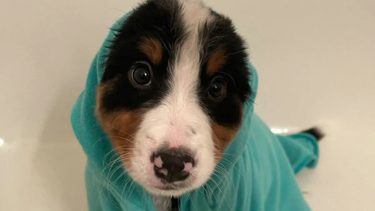 36 Pics Shared By ‘WeRateDogs’ That Show Pups Being Overly Dramatic About Bath Time