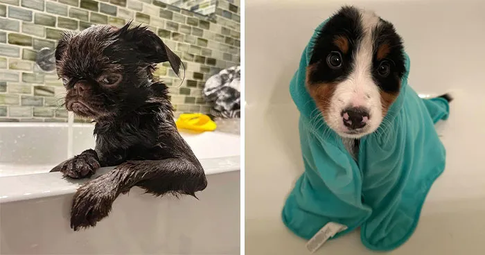 36 Pics Shared By ‘WeRateDogs’ That Show Pups Being Overly Dramatic About Bath Time