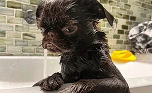36 Pics Shared By ‘WeRateDogs’ That Show Pups Being Overly Dramatic About Bath Time
